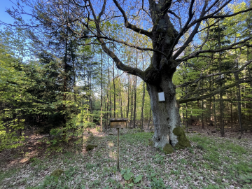 The Virgin Mary’s Oak